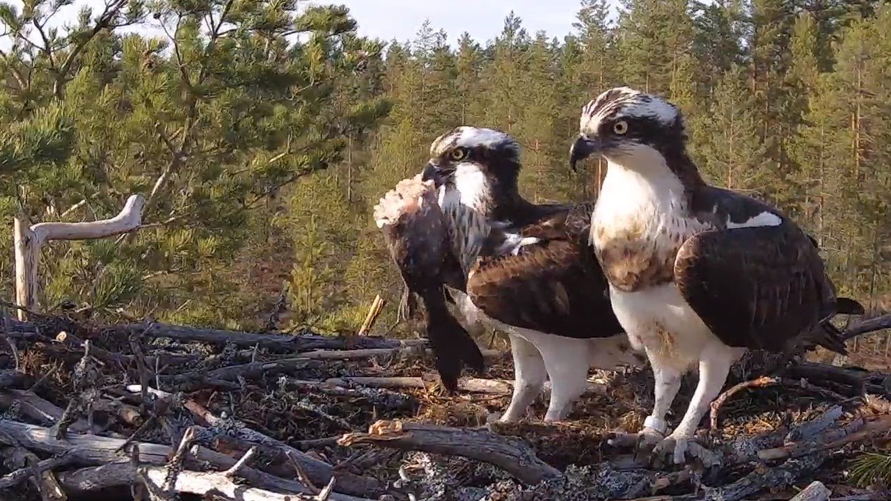 #1 Satakunnan sääkset (Osprey Cam in Finland) - Sääksilive .fi