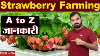 Strawberry Framing | घर पर उगाए | 2 Lakh Per Acer | Strawberry ki kheti | Strawberry Detail Video screenshot 5