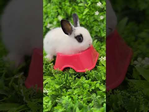 Карликовый кролик❤️🐰 артикул: