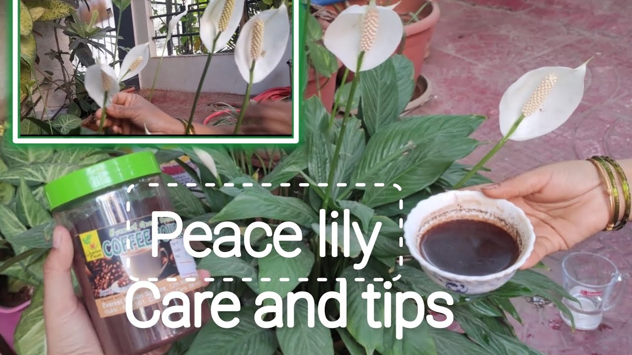 Peace lily Air Purifiers plant / Peace lily Propagation Care and Tips
