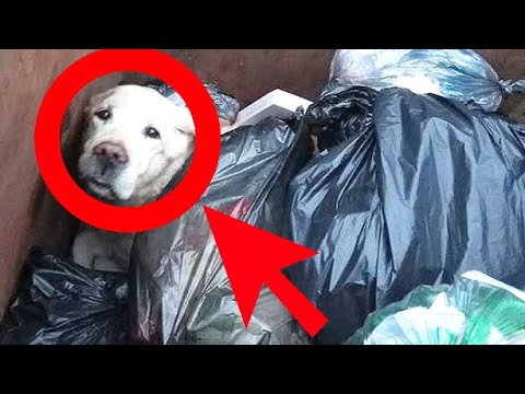 Видео: 15 породи кучета, които вече са изчезнали