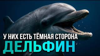 Дельфины — параллельная цивилизация. Что мы о них не знаем