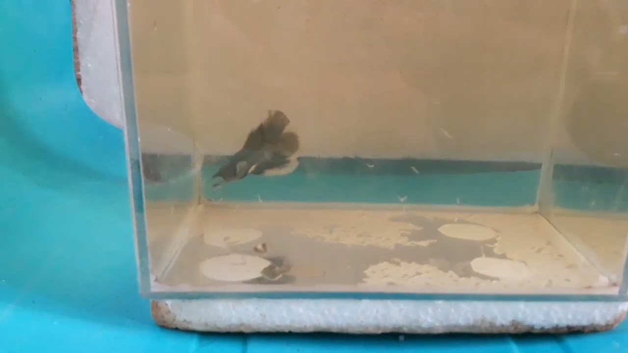 Paano mag Groom Ng betta fish - Tagalog Version #BettaGrooming #siamese