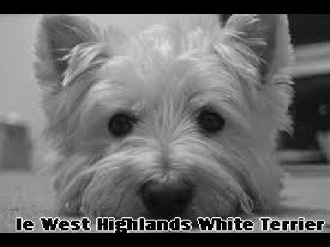 5 Choses à Savoir Sur Le Westie