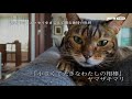 ネコメンタリー猫も、杓子も。2 PR動画