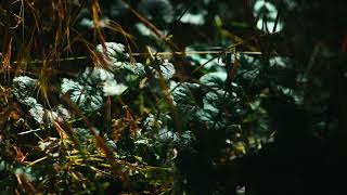 4K Forest background with soft morning light. Sounds of birds and light summer wind. screenshot 5