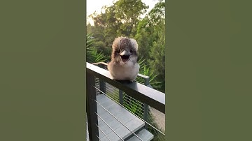 Thumbnail of Adorable Baby Kookaburra Demonstrates its Signature Laugh || ViralHog