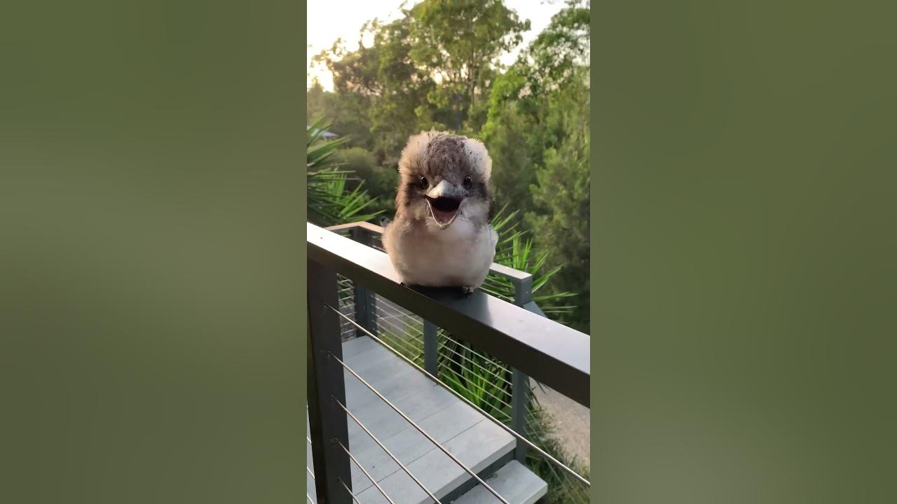 Adorable Baby Kookaburra Demonstrates its Signature Laugh || ViralHog