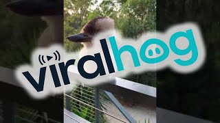 Adorable Baby Kookaburra Demonstrates its Signature Laugh || ViralHog Resimi