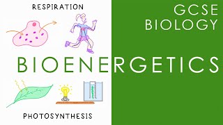 BIOENERGETICS - Respiration & Photosynthesis - GCSE Biology