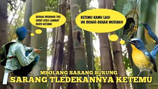 AKHIRNYA KETEMU‼️ADA 3 SARANG TLEDEKAN DI SATU POHON BAMBU