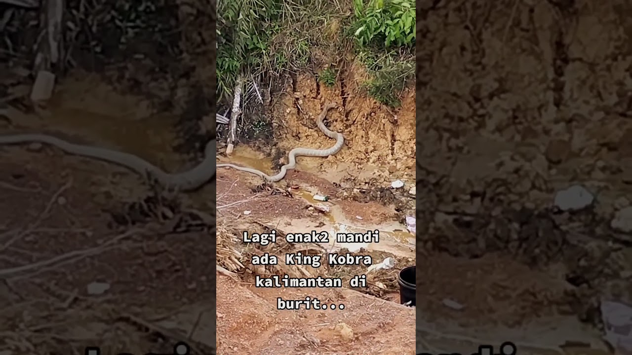 ULAR KOBRA TERBESAR DI KALIMANTAN - GIANT BORNEO COBRA