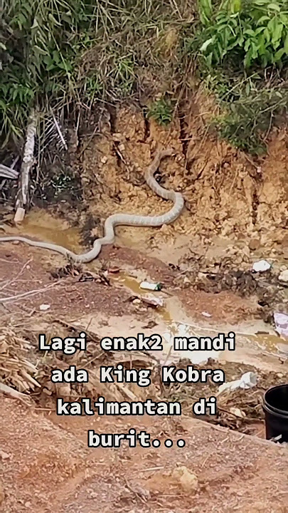 ULAR KOBRA TERBESAR DI KALIMANTAN - GIANT BORNEO COBRA