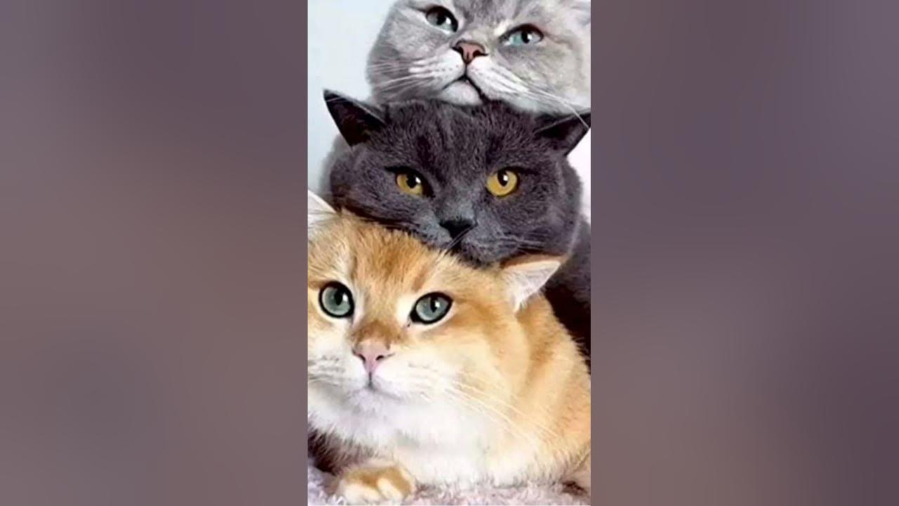 #edits de gatos 😍 - YouTube