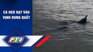 Cá heo dạt vào Vịnh Dung Quất | PTQ