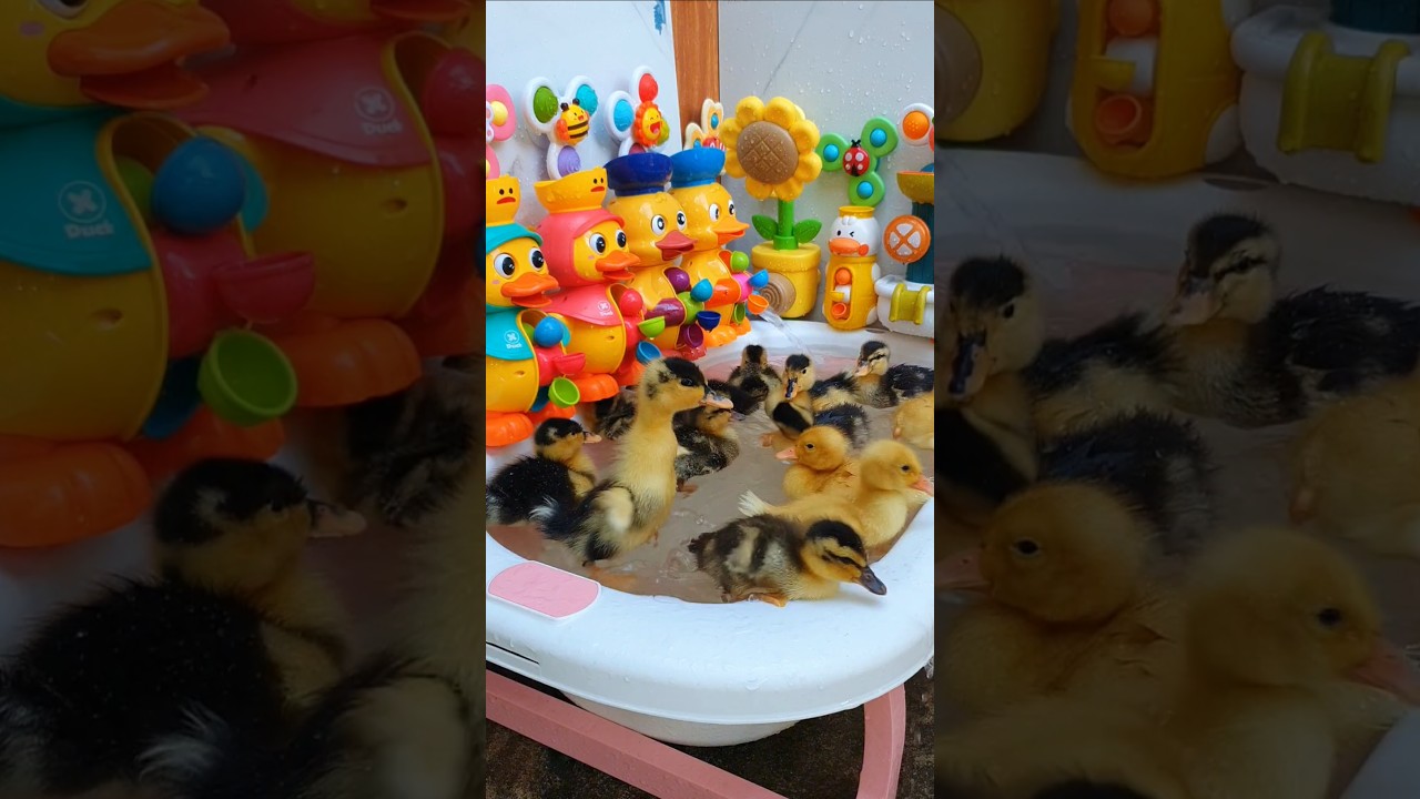 Relaxing adorable ducky family funny  waterwheel bath time 😍🦆⛱️ 