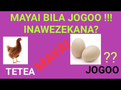 Video: Je, jogoo hutaga mayai?