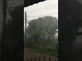 ฝนตกหนักลมแรงพัดช่อมะม่วง บ้านสามพร้าว อุดรธานี#กดติดตาม