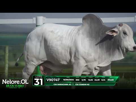 LOTE 31