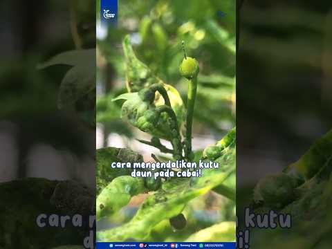 Video: Apa Itu Greenflies - Apa Yang Greenflies Lakukan Untuk Menanam Di Taman