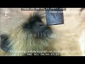 Langur drinking water from a pipe | wildlife | tiger | Stock footage #shorts #shortsvideo