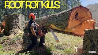 Falling timber - rotten trees , your first cut is most important