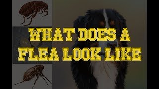 What Does A Flea Look Like - Fleas On Dogs by Stylinggo 30,126 views 6 years ago 3 minutes, 33 seconds