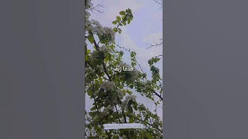 ما تيسر من سورة القمر (الشيخ محمود على البنا)