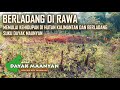Kehidupan Suku Dayak, Berladang di Rawa Kalimantan Tengah 🌾Tanaman Subur di Tengah Alam Liar Borneo