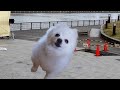 TENDON MAN SONG(てんどんまんの歌)