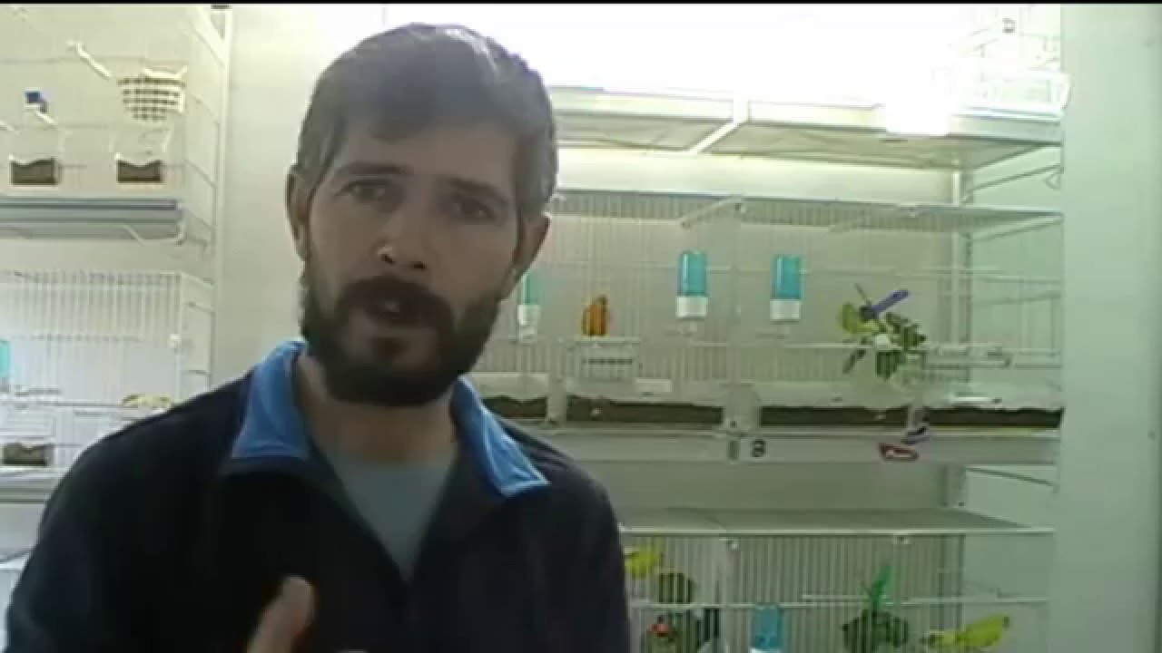 La cría de canarios (truco para inseminación segura) - YouTube