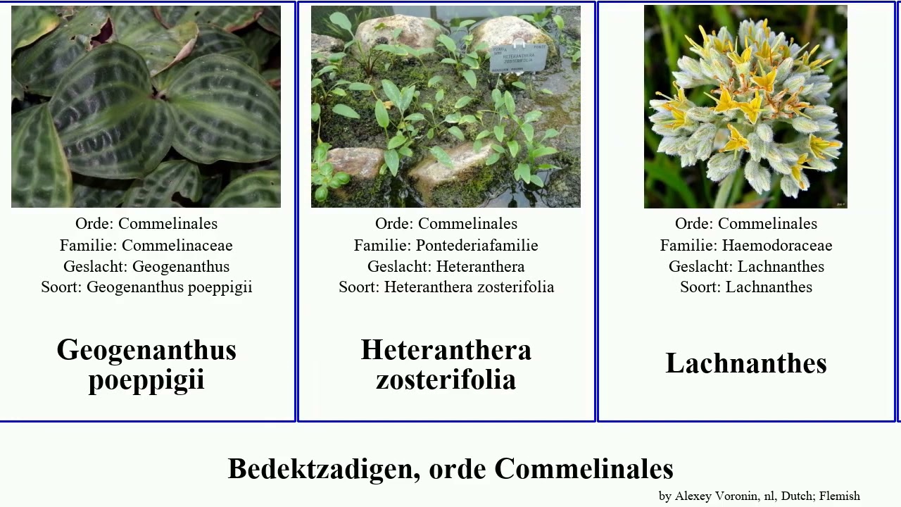 Bedektzadigen, orde Commelinales angiosperms erecta Satya welwitschii zosterifolia poeppigii Yuga