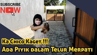 Ka Chico Radella Kaget Isi Telur si Entong Ada Bayi Merpati ??? |Part2 Selesai