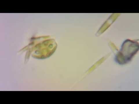 Video: Kaip Pasidaryti Mikroskopą