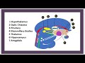 Hypothalamus nuclei connexon paraventricular preoptic dorso ventromedial nucleus medicine 3 minutes