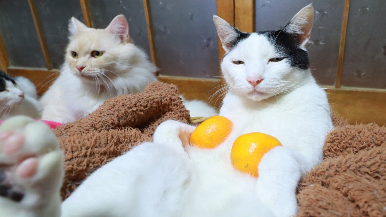 のせ猫 ｘ みかん2つのせ猫 もふもふ ちび Youtube