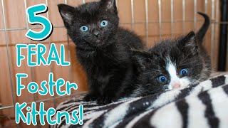 These kittens are tiny but FEIRCE! | Meet The Fosters