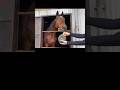 黒皮 2/3 #引退馬 #horse #馬 #なみあし会