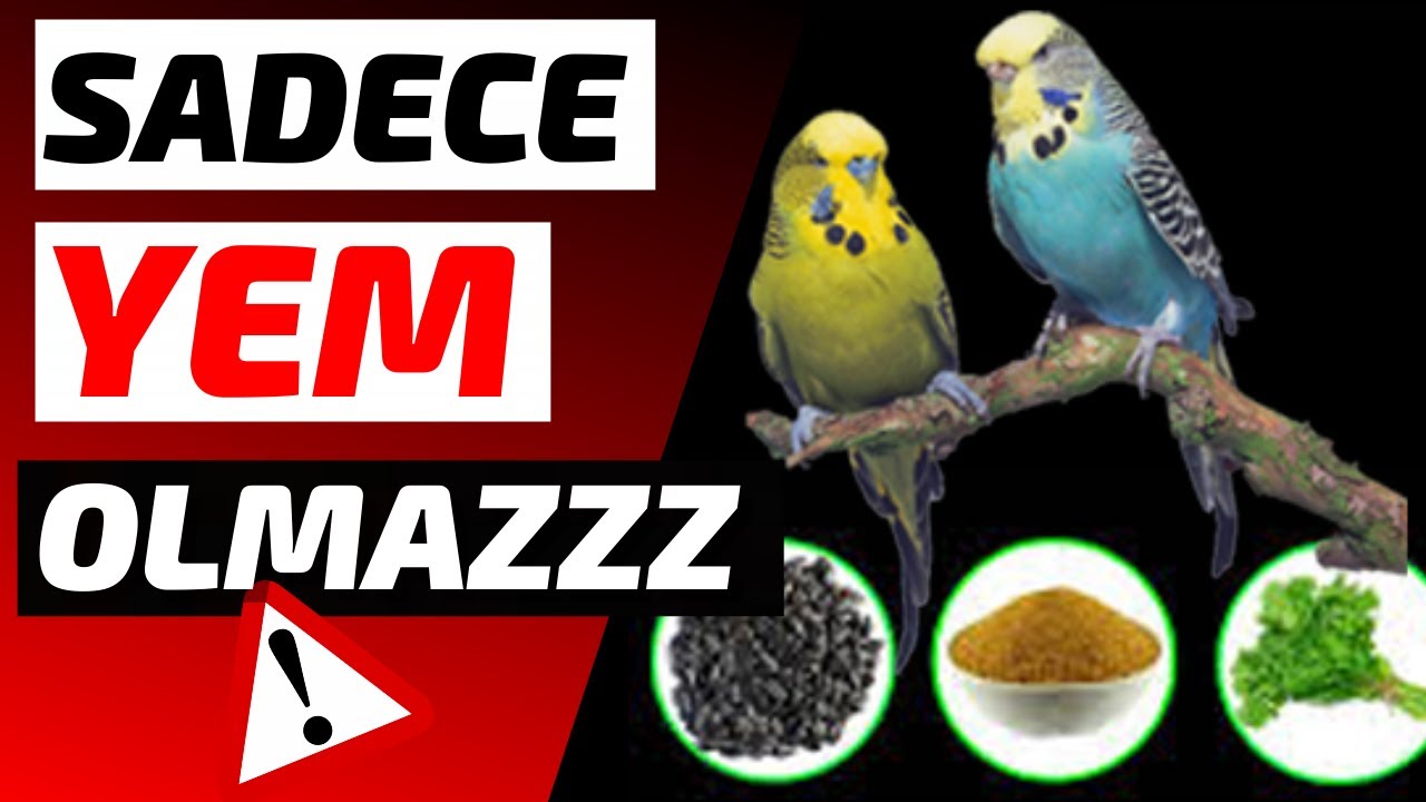 YEM DIŞINDA KUŞLARA 🦜 