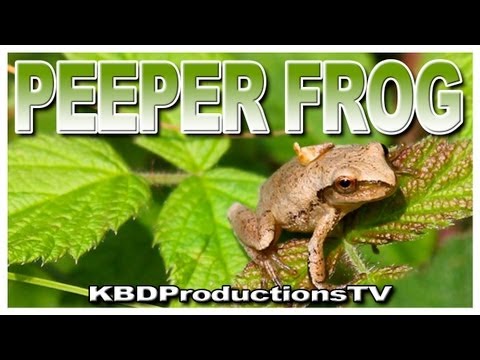 Peeper Frogs - Ontario, Canada - YouTube