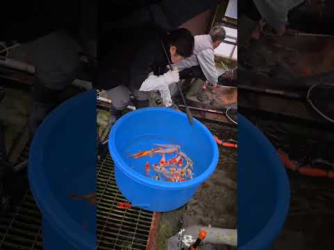 Elite tosai pickup tancho koi from japan🇯🇵 are booked to India🇮🇳... pre-book ☎️ @ +91 7397224998