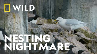 Guillemot Synchronised Efforts | Wild Winter | National Geographic WILD UK