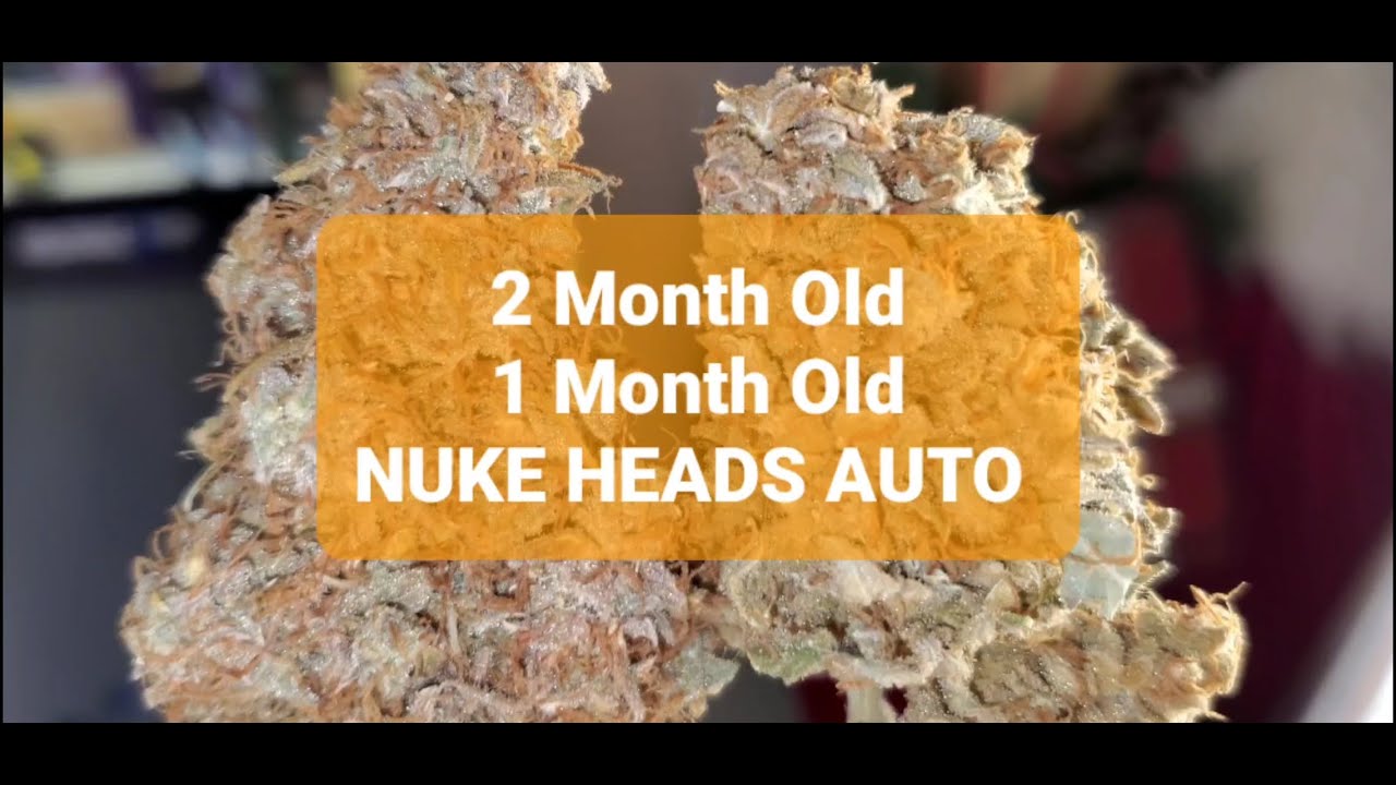 2 Months OLD , Nukeheads Auto Buds ( Governor 420 ) Tv420 📺