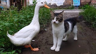 This cat is always escorted by a loyal white duck angel. Cute animal videos