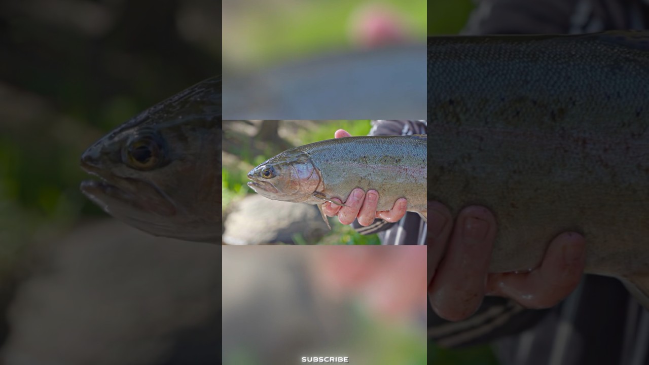 Fish River Trout Fishing NSW 