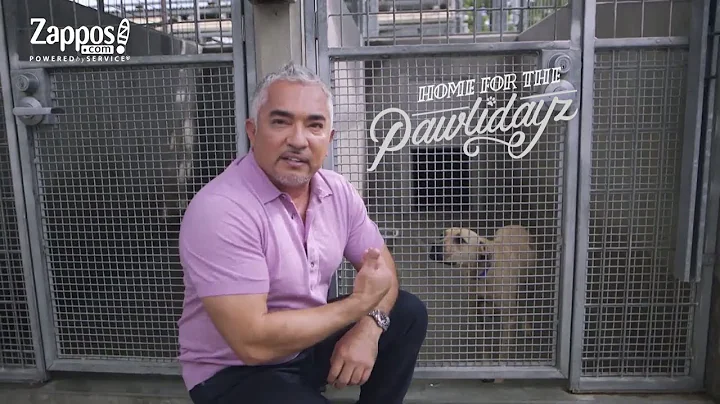Cesar Millan: How to Pick the Best Shelter Pet for You | Zappos.com - DayDayNews
