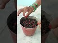 Growing pomegranate plant from seeds at home | Fruit gardening #ytshorts #homegardening