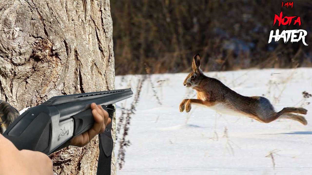 охота на зайцев сезон охоты