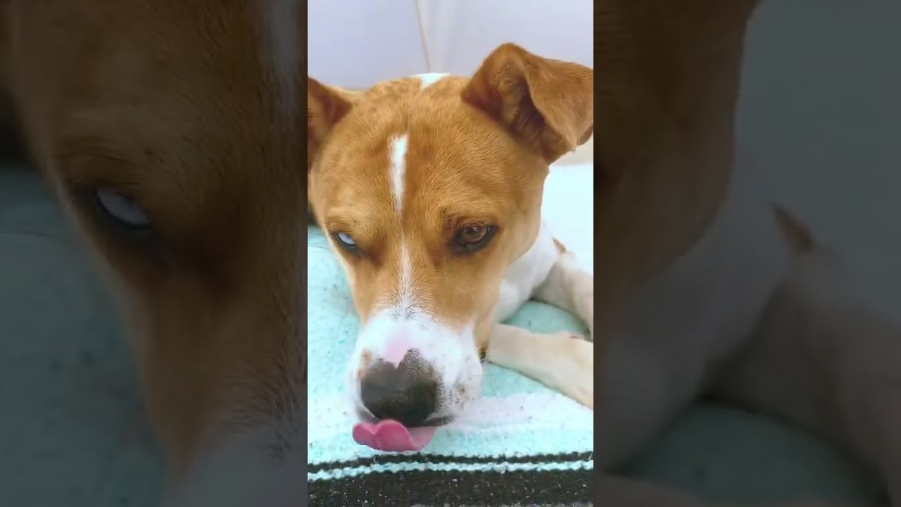 Arrow LOVES his chicken snacks🐶🐓 