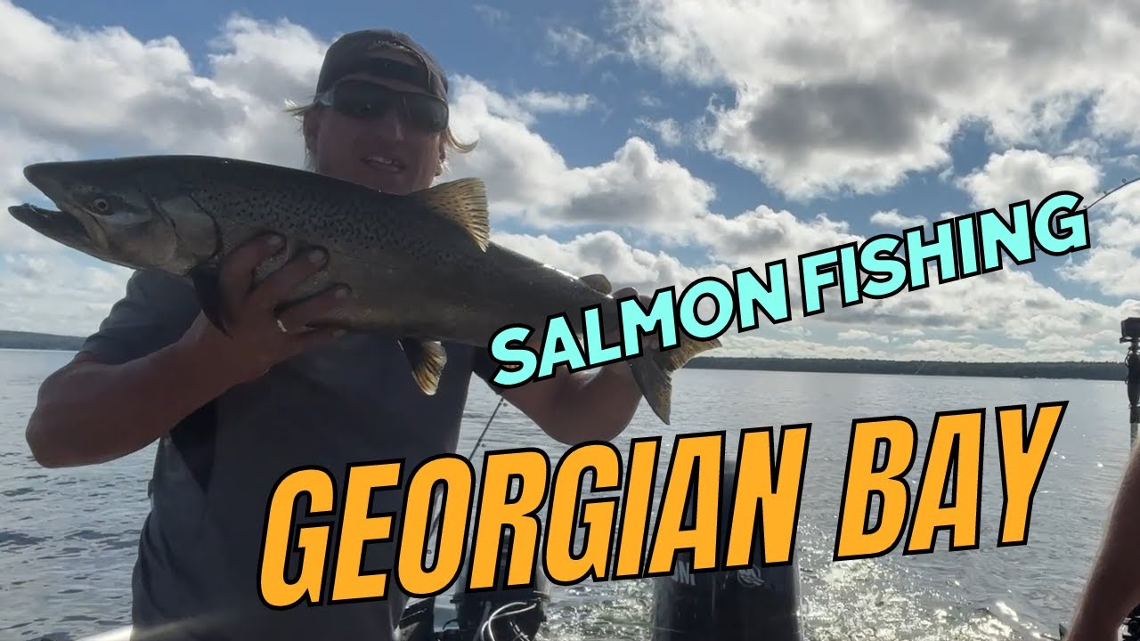 Bay Salmon Fishing Light Bite salmonfishing kingsalmon